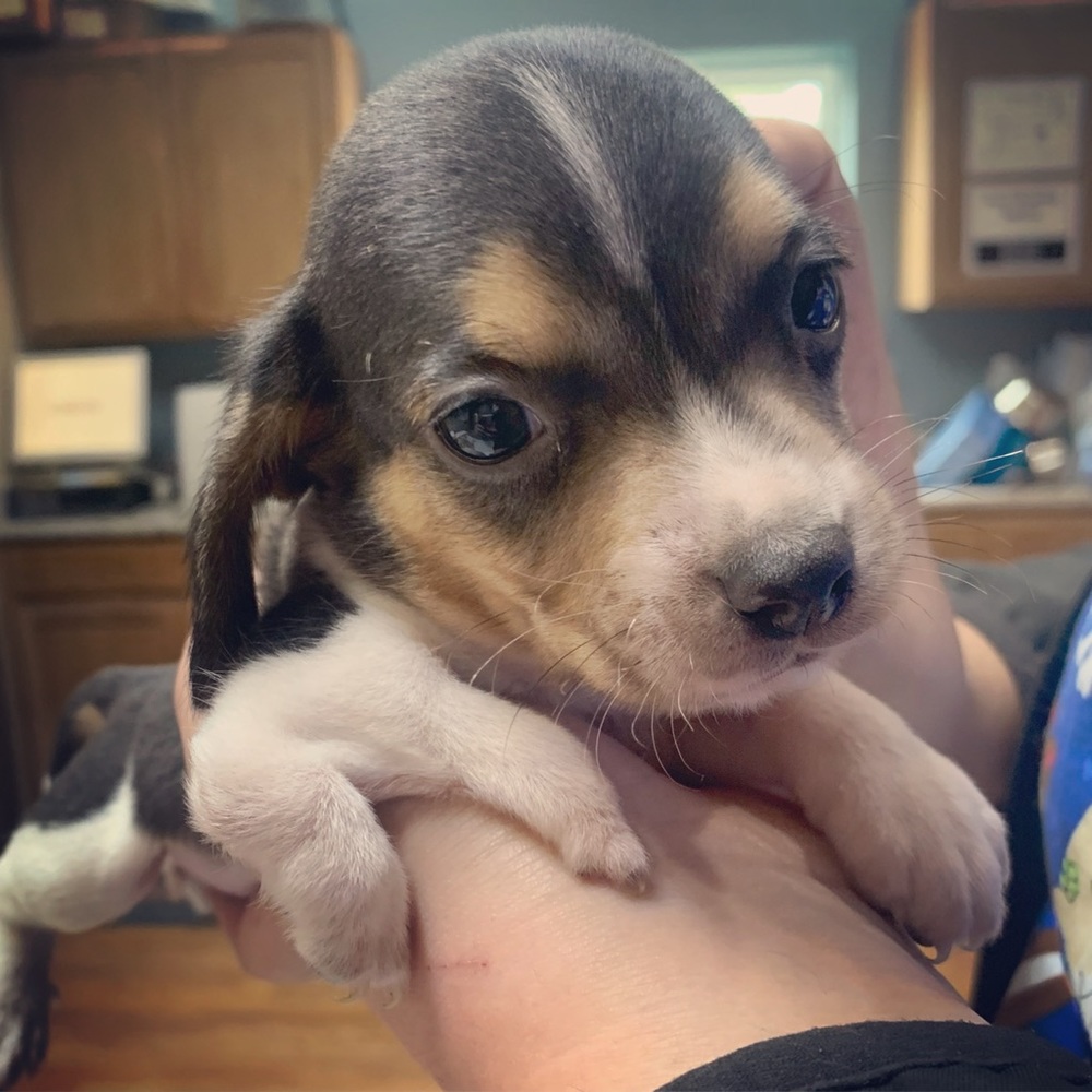 Meet Bing - Picture 3 of 3